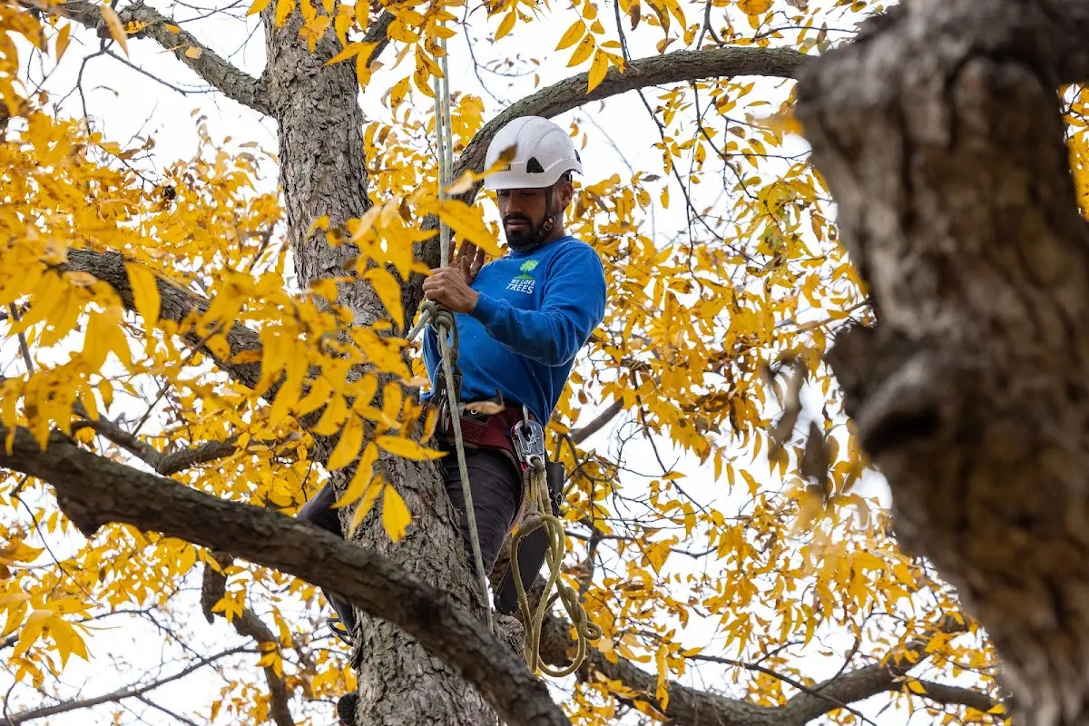 Skilled Tree Transplanting crew working in New Hampton